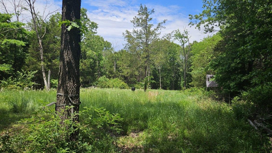 Tbd- 000 S Bonnie Lee Lane Rogersville, MO 65742