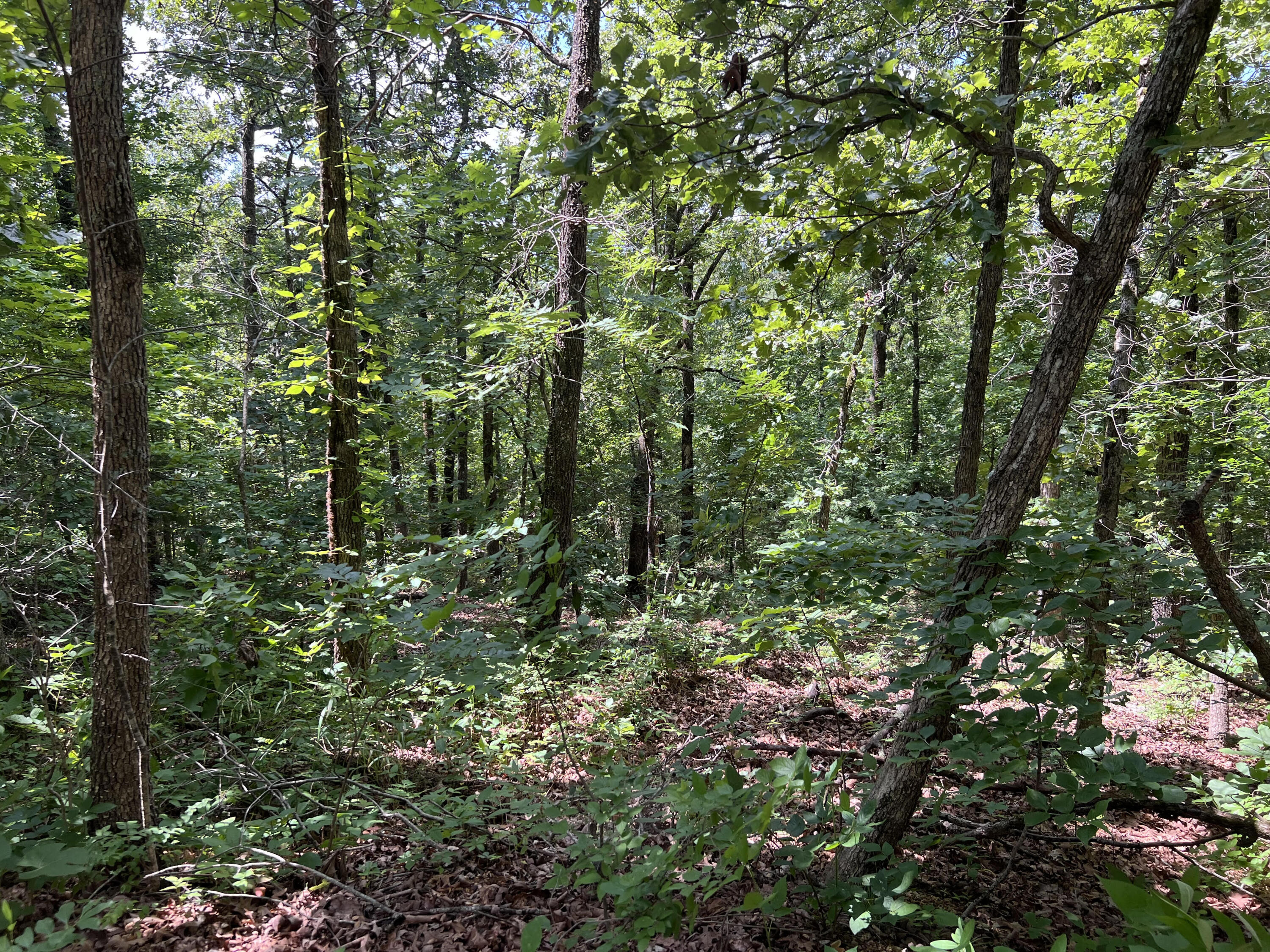 000 Pr Off Ridge Haven Mammoth Spring, AR 72554