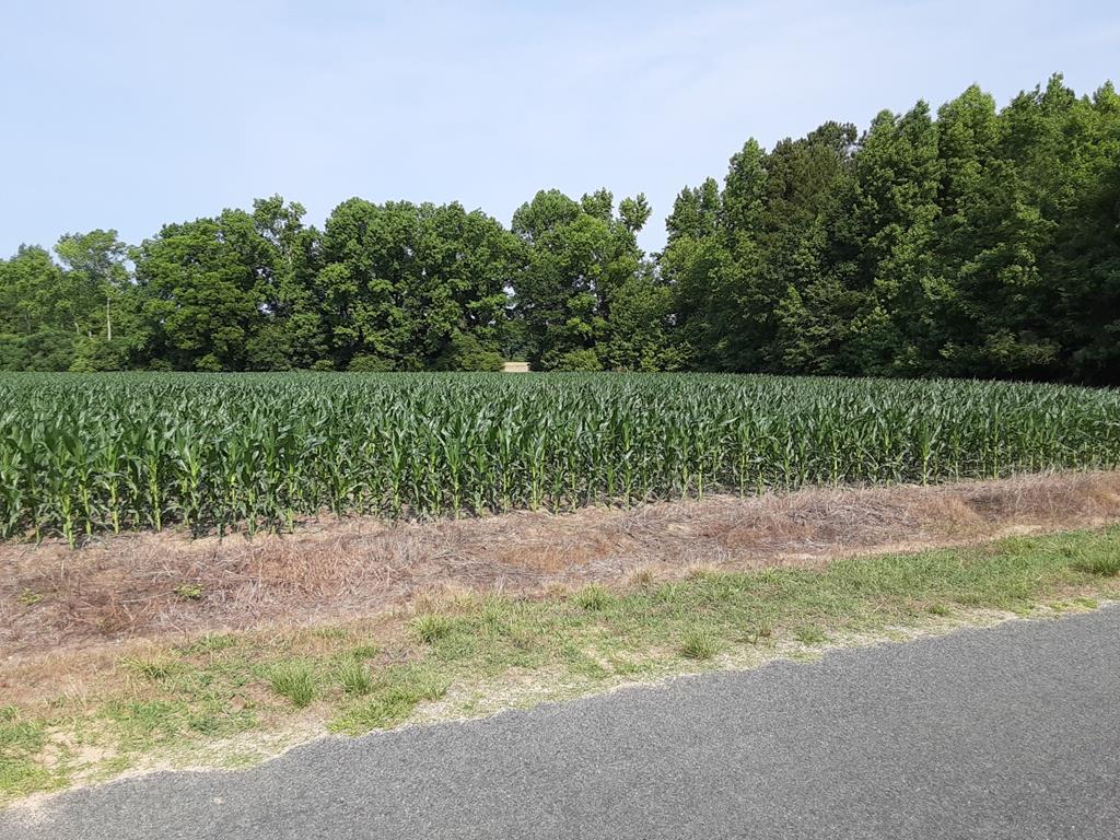 284 Jack Branch Rd. / Mt. Olive Rd / Renee Dr(oc-3494) Santee Cooper, SC 29142